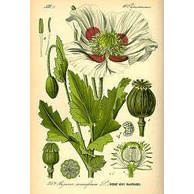 INCREDIBLE TIMELINE OF GENERAL ANAESTHESIA — Gallery Image 4